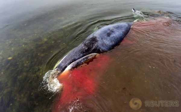 Paus Bowhead Terluka Dan Terjebak Di Sungai Khabarovsk Rusia